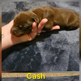 Cash - Red and rust male Doberman Pinscher puppy in Mount Orab, Ohio from Heyne Kennels
