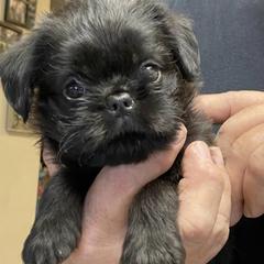 Brussels Griffons and French Bulldogs from Carissa's Brussels Griffons and French Bulldogs