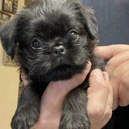 Brussels Griffons and French Bulldogs from Carissa's Brussels Griffons and French Bulldogs