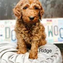 Ridge - Red  male Goldendoodle puppy in Pasco, Washington from Camp Doodle Woods