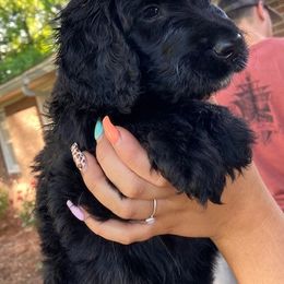 Goldendoodle Puppies from Peachy Sweet Goldendoodles