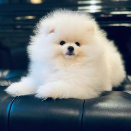 Pomeranian Puppies from Kouture Pomeranians