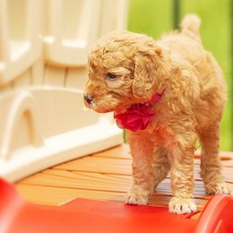 Goldendoodle All Grown Up from We R Mini Doodles