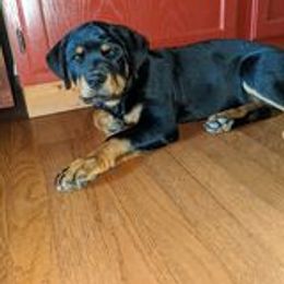 Rottweiler Puppies from Von Schonen Rottweilers