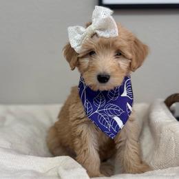 Chai-Purple - Sable female Bernedoodle puppy in Oak Hills, California from High Desert Doodles