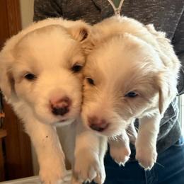 Boy 1 - Black and white male Border Collie puppy in Lakeview, Michigan from Haven Creek Farm