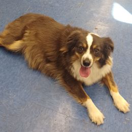 Ella Bear - Miniature Australian Shepherd