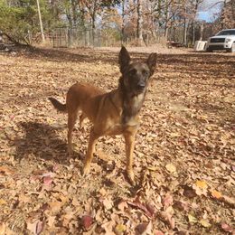 Belgian Malinois and Dutch Shepherd All Grown Up from Torgun Police Dogs