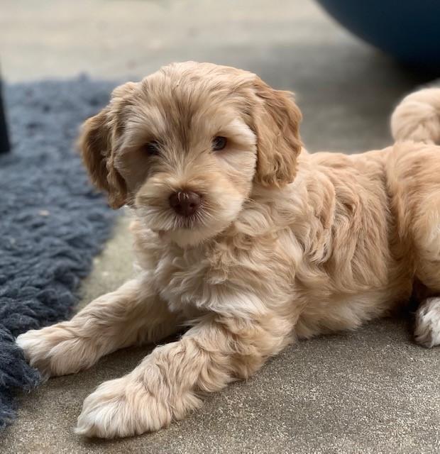 Charlotte Labradoodles in North Carolina Australian Labradoodle