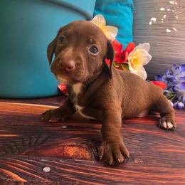 Renee - Chocolate female Dachshund puppy in Florence, Arizona from Doxie Town Az