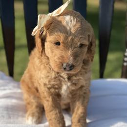 Dark Pink - Apricot female Goldendoodle puppy in Bethany, Oklahoma from Daisy Mae Doodles