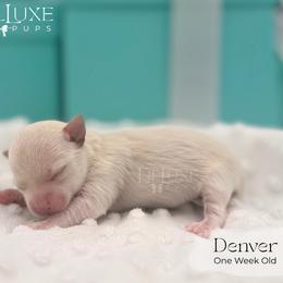 Boy 3 - male Morkie puppy in Scottsdale, Arizona from Lil Luxe Pups