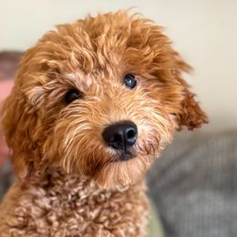 Goldendoodles and Poodles from Juniper Ridge Goldendoodles