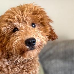 Goldendoodles and Poodles from Juniper Ridge Goldendoodles