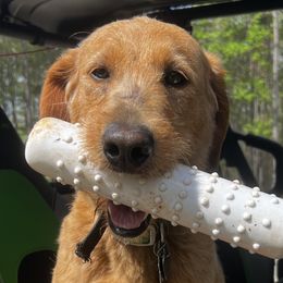Labrador Retrievers from Daylin’s Doodles & Labradors