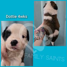 Dottie - White and brown female Saint Bernard puppy in Kaukauna, Wisconsin from Holtz Family Saints