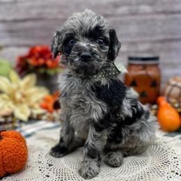 Onyx - Merle male Goldendoodle puppy in Lisbon, Ohio from Willow Lane Doodles