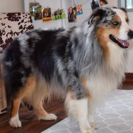 Cruise - Blue merle male Australian Shepherd puppy in Georgetown, Texas from River Reign Australian Shepherds
