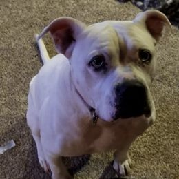 Boxers from Walnut Grove Boxers