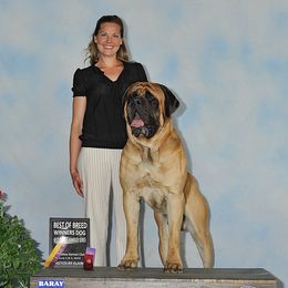 Dudley  - Mastiff