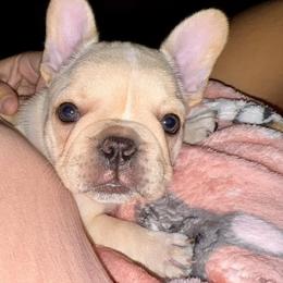 French Bulldog Puppies from Painted Desert Frenchies