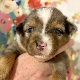 Merle - Blue merle male Toy Australian Shepherd puppy in Covington, Louisiana from Corner Oak Aussies