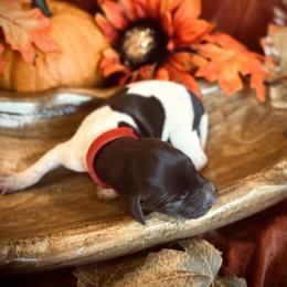 German Shorthaired Pointer Puppies from The W5 Ranch