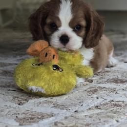 Cavalier King Charles Spaniel Puppies from Oxford Cavaliers