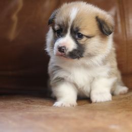 Pembroke Welsh Corgi Puppies from Ayers Acres Corgis