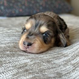 Boy 2 - Dapple male Dachshund puppy in Allenhurst, Georgia from B’s Dapper Dachshunds