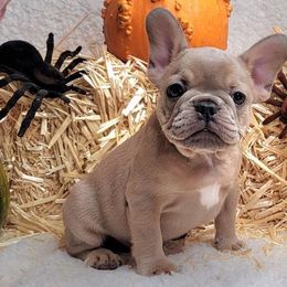 French Bulldogs from Crystals Bulldog Bungalow