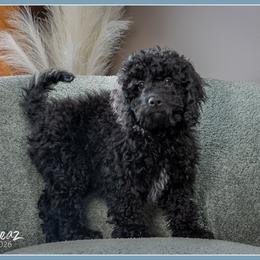 Klinger - Black male Cockapoo puppy in Connersville, Indiana from Deaz Doodle Ranch