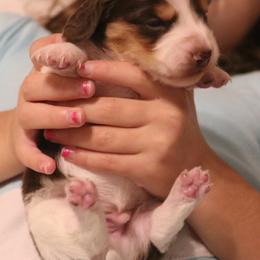 Cutie - Piebald male Dachshund puppy in Wichita, Kansas from Lauren's Dachshunds