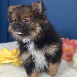 Terry - Wolf sable male Pomeranian puppy in Tampa, St Petersburg, Florida from Diana's Pomeranians
