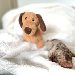 Dachshund Puppies from Breezy Florida Dachshunds