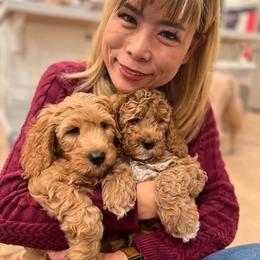 Goldendoodle Puppies from Sunnydoodle Utah