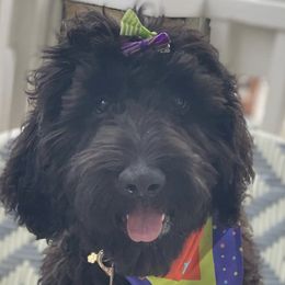 Goldendoodles from Amanda Taylor