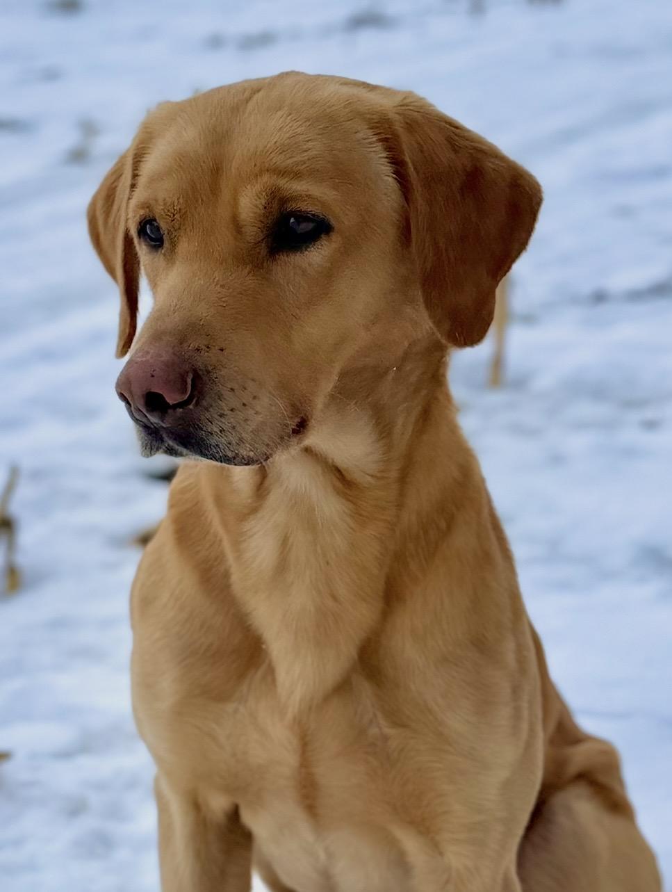Boone