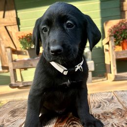 Black Girl White Collar - Black female Labrador Retriever puppy in Ozark, Arkansas from Middle Ridge Retrievers