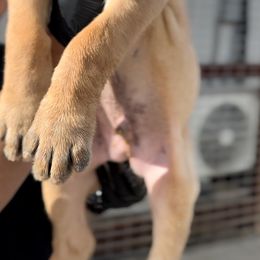 Straw Male 1 - Fawn male Cane Corso puppy in California from Donato Kennels