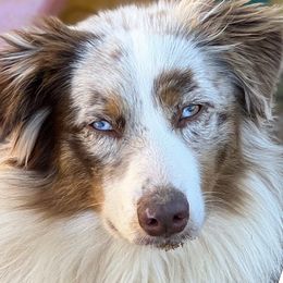 Pebbles - Australian Shepherd