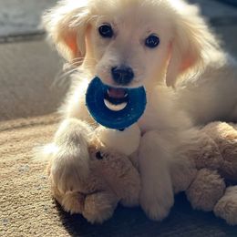 Golden Retriever Puppies from Goldens of Hope