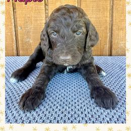 Maple - Phantom female Goldendoodle puppy in Caddo Mills, Texas from Fire Wife Doodles