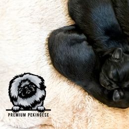 Cooper - Black Pekingese puppy in Florida from Premium Pekingese