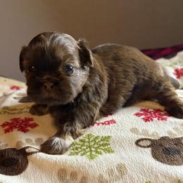 Girl 2 - Red female Shih Tzu puppy in Wooster, Ohio from Mending Hearts Shih Tzu's