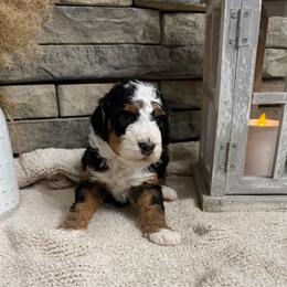 Macie - Tri-color female Bernedoodle puppy in Hackleburg, Alabama from The Doodle Patch