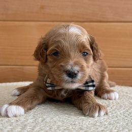 D-Red Boy - Red  male Goldendoodle puppy in Lewisville, Texas from Texas Goldendoodle Lovers