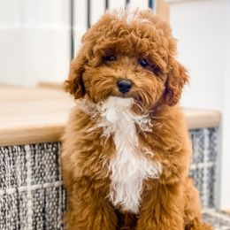 Cavapoos, Goldendoodles, and Poodles from Pawsitively Perfect Pup Co.