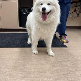 Octavia - Samoyed