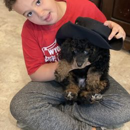 Poodle Puppies from Grandy’s Pretty Poodles